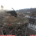 10_30-nest.jpg