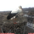 11_00-nest.jpg