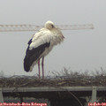 11_05-mast.jpg