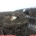 11_05-nest.jpg