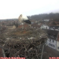 11_10-nest.jpg