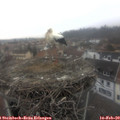 11_15-nest.jpg