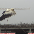 11_20-mast.jpg