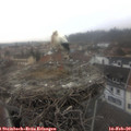11_20-nest.jpg