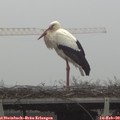 11_25-mast.jpg