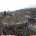 11_25-nest.jpg