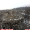 11_30-nest.jpg