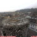 11_35-nest.jpg