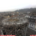 11_40-nest.jpg