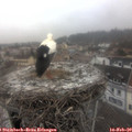 11_50-nest.jpg