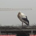 11_55-mast.jpg