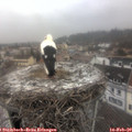 11_55-nest.jpg
