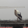 12_00-mast.jpg