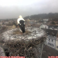 12_00-nest.jpg