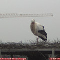 12_05-mast.jpg