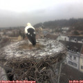12_05-nest.jpg