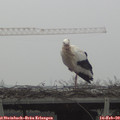 12_10-mast.jpg