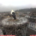 12_10-nest.jpg