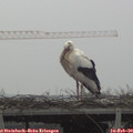 12_15-mast.jpg