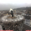 12_20-nest.jpg
