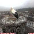 12_30-nest.jpg