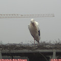 12_35-mast.jpg