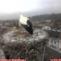 12_35-nest.jpg