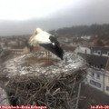 12_40-nest.jpg