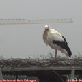 12_55-mast.jpg