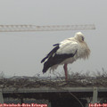 13_00-mast.jpg