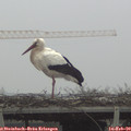 13_05-mast.jpg