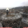 13_10-nest.jpg