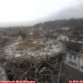 13_30-nest.jpg