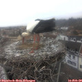 13_35-nest.jpg
