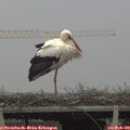 13_40-mast.jpg