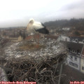 13_40-nest.jpg