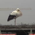 13_45-mast.jpg