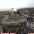 13_45-nest.jpg