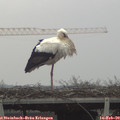 13_50-mast.jpg