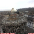 13_50-nest.jpg