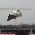 13_55-mast.jpg