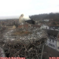 13_55-nest.jpg