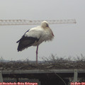 14_00-mast.jpg