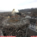 14_00-nest.jpg