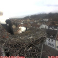 15_20-nest.jpg