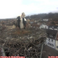 15_25-nest.jpg