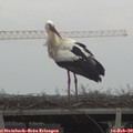 15_30-mast.jpg