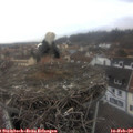 15_35-nest.jpg