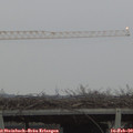 17_15-mast.jpg