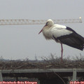 17_30-mast.jpg
